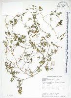 藏品(彎果黃菫)的圖片