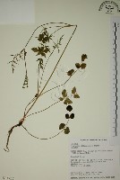 藏品(玉山茴香)的圖片