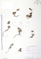 藏品(玉山水苦賈)的圖片