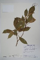 藏品(臺灣樹參)的圖片