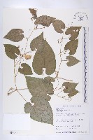 藏品(斑花青牛膽)的圖片