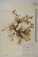 藏品(玉山蠅子草)的圖片