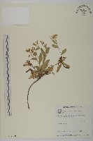 藏品(細葉假黃鵪菜)的圖片