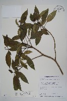 藏品(臺灣樹參)的圖片