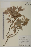 藏品(福建賽衛矛、福建假衛矛)的圖片