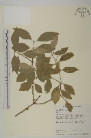 藏品(刺果衛矛)的圖片