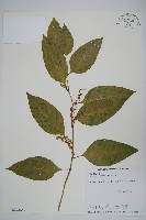 藏品(多子漿果莧)的圖片