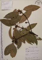 藏品(木荷)的圖片