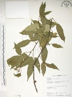 藏品(飛龍掌血)的圖片