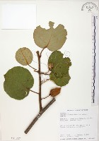 藏品(臺灣羊桃)的圖片