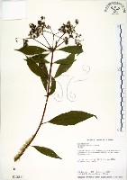 藏品(華八仙)的圖片