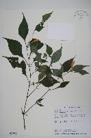 藏品(曲莖馬藍)的圖片