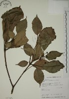 藏品(昆欄樹)的圖片