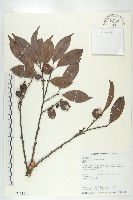 藏品(山紅柿)的圖片