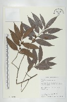 藏品(軟毛柿)的圖片