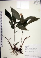 藏品(角桐草、台灣半蒴苣苔)的圖片