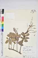 藏品(臺灣馬醉木)的圖片