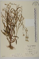 藏品(掃帚菊)的圖片