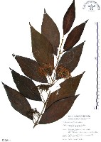 藏品(杜虹花，台灣紫珠)的圖片