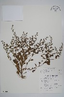 藏品(細纍子草)的圖片