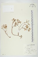 藏品(星果佛甲草)的圖片