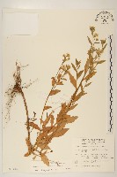 藏品(白頂飛蓬)的圖片