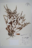 藏品(盾果草)的圖片