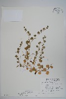 藏品(普刺特草)的圖片