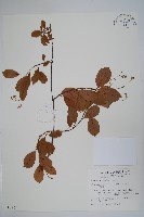 藏品(酸藤)的圖片