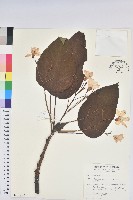 藏品(廣東油桐、皺桐)的圖片