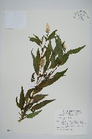 藏品(青葙)的圖片