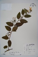 藏品(裡白忍冬、紅腺忍冬)的圖片