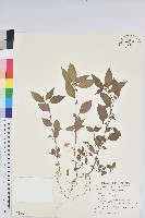 藏品(鐵莧菜)的圖片