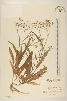 藏品(兔仔菜)的圖片
