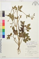 藏品(水辣菜、禺毛茛)的圖片