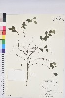藏品(小紅仔珠)的圖片