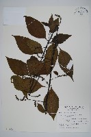 藏品(多子漿果莧)的圖片