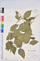 藏品(扛香藤)的圖片