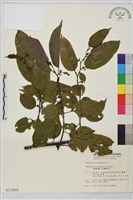 藏品(桶鉤藤)的圖片