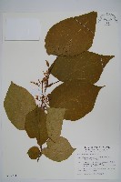 藏品(華八角楓)的圖片