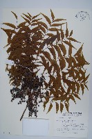 藏品(黃連木、爛心木)的圖片