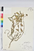 藏品(白苞猩猩草)的圖片