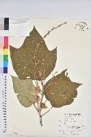 藏品(野桐)的圖片