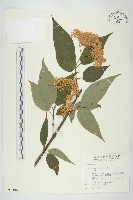 藏品(梜木)的圖片