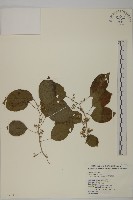 藏品(大葉南蛇藤)的圖片