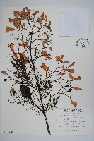 藏品(藍花楹)的圖片