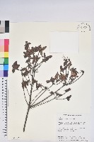 藏品(紅毛杜鵑)的圖片