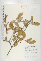 藏品(鄧氏胡頹子)的圖片