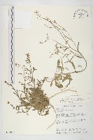 藏品(玉山筷子芥)的圖片