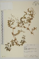 藏品(疏花繁縷)的圖片